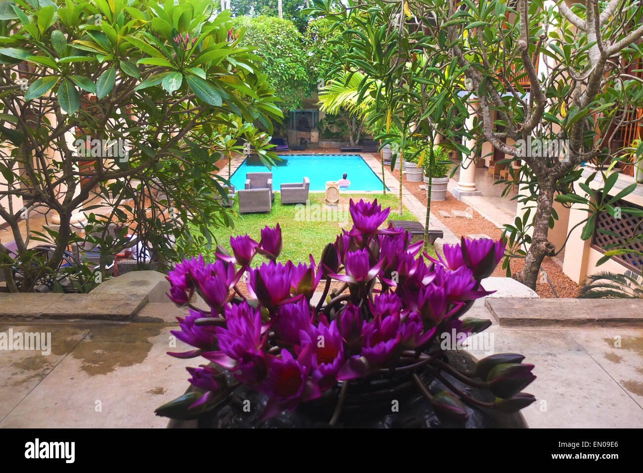 sri lanka: lotus flowers at the galle fort hotel stock photo