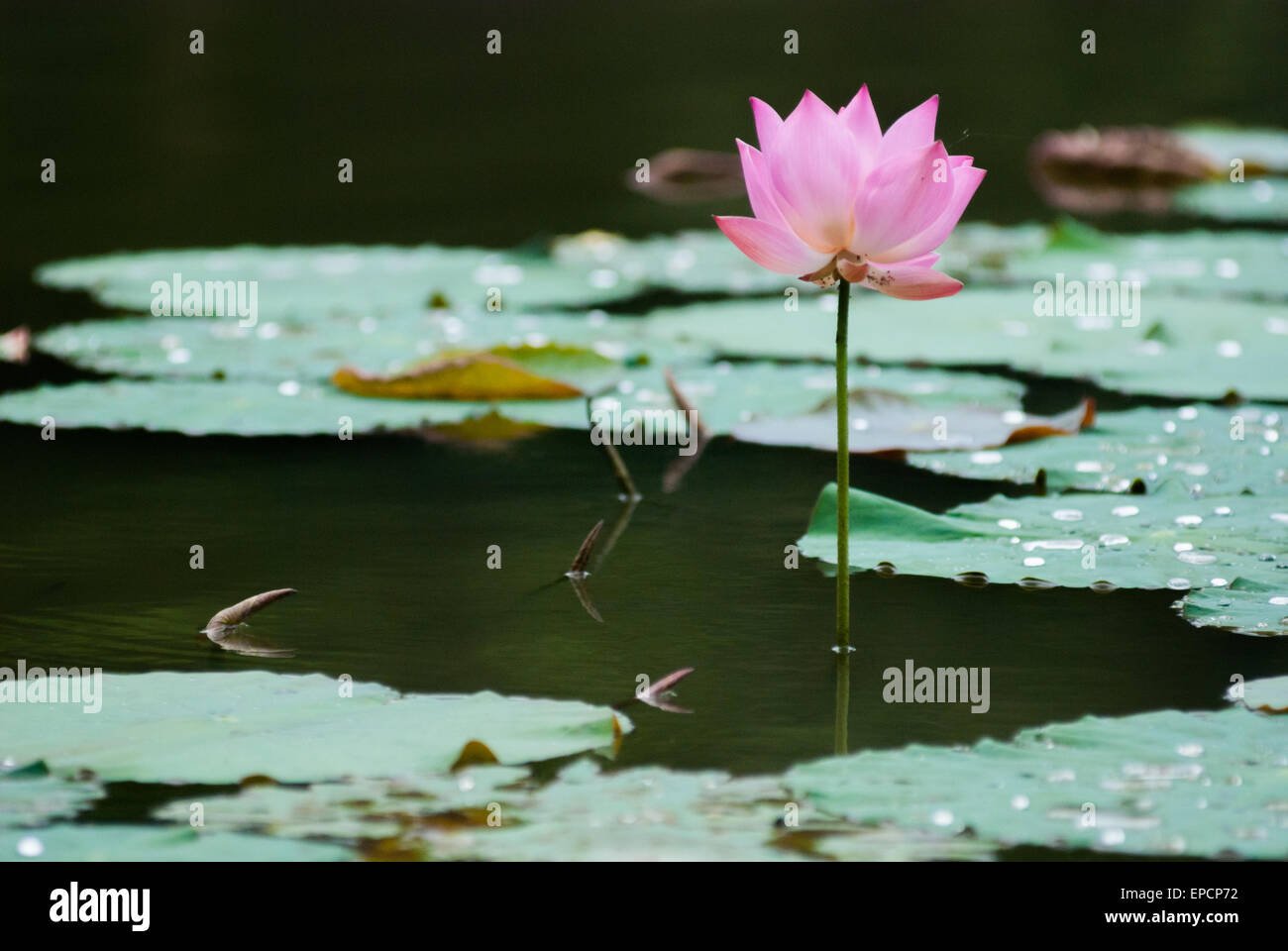 east indian lotus nelumbo nucifera stock photos & east indian lotus