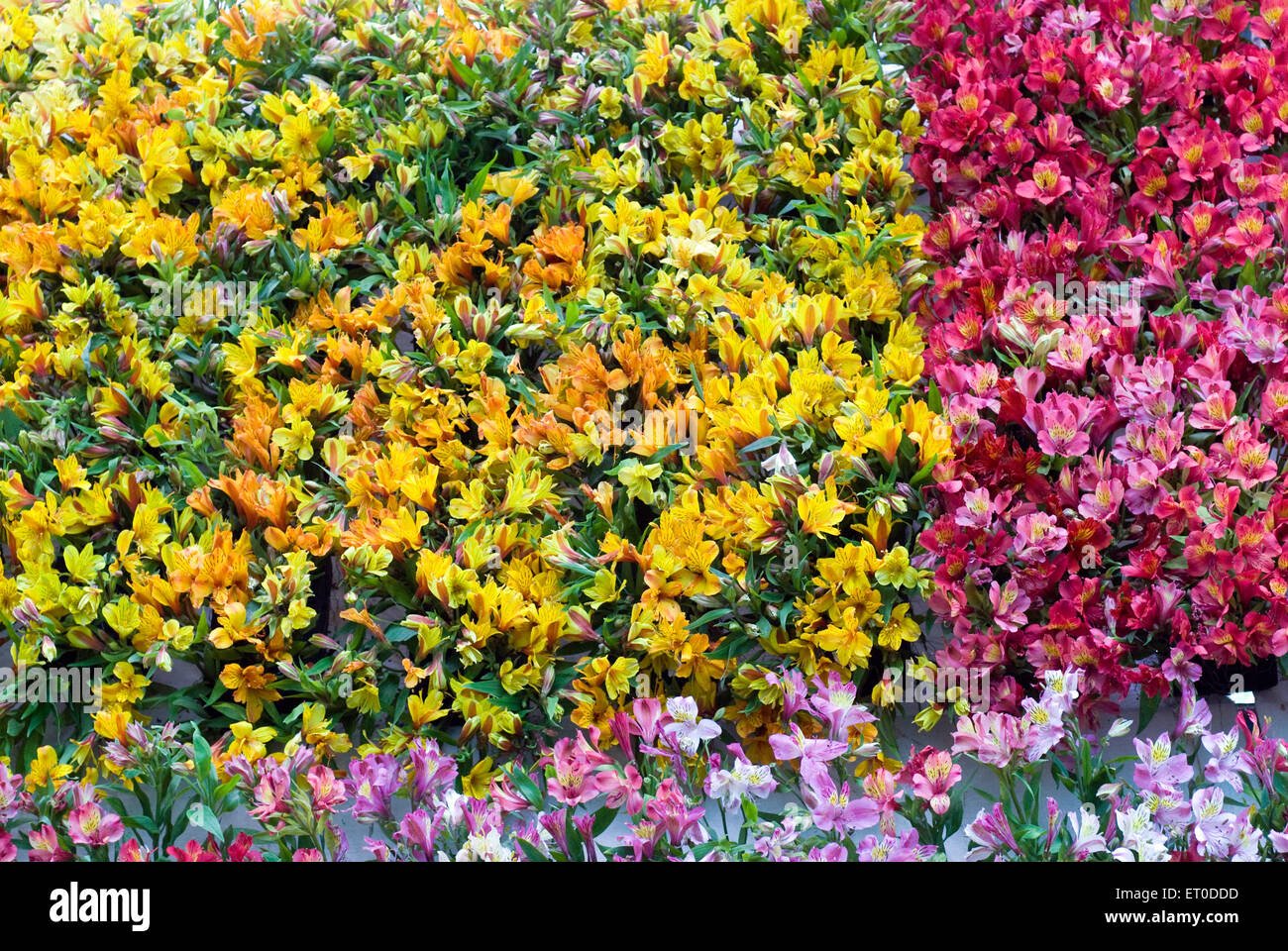 alstroemeria stock photos & alstroemeria stock images - alamy