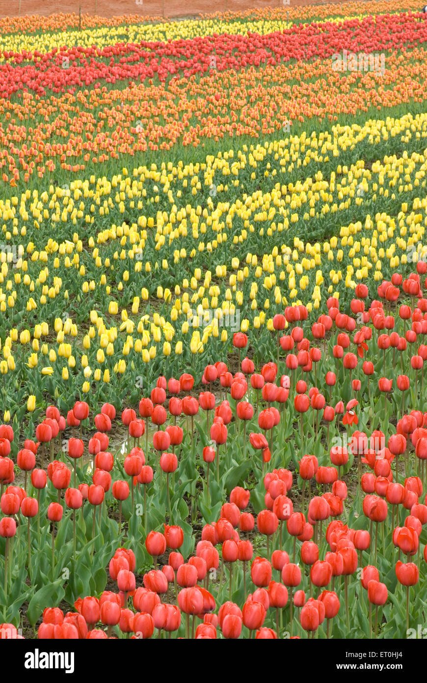 tulip garden srinagar jammu and kashmir india asia stock photo