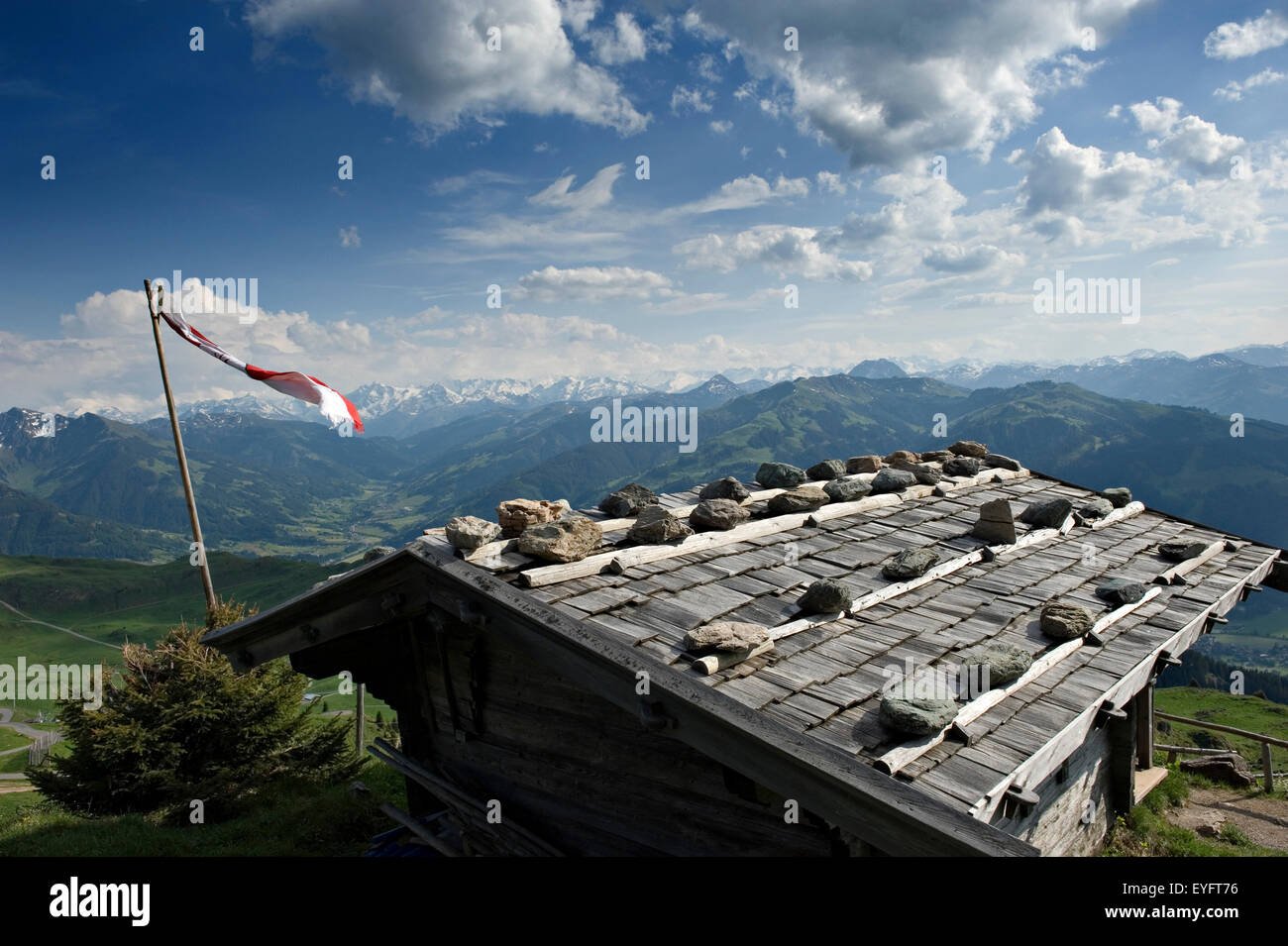 alpine flower garden. kitzbuheler horn. kitzbuehel, tyrol, austria