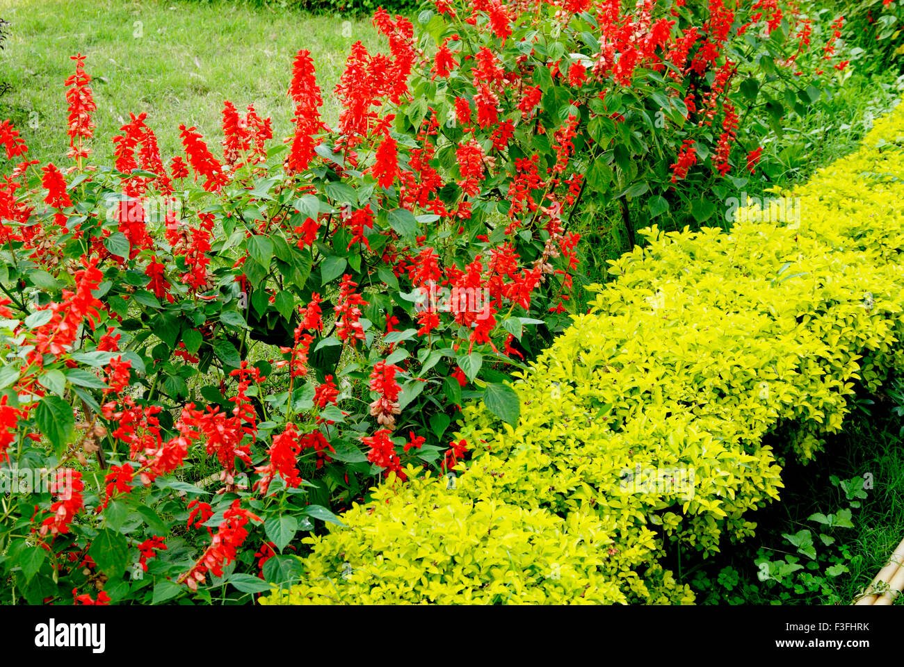 beautiful flowers in garden ; india stock photo: 88239079 - alamy