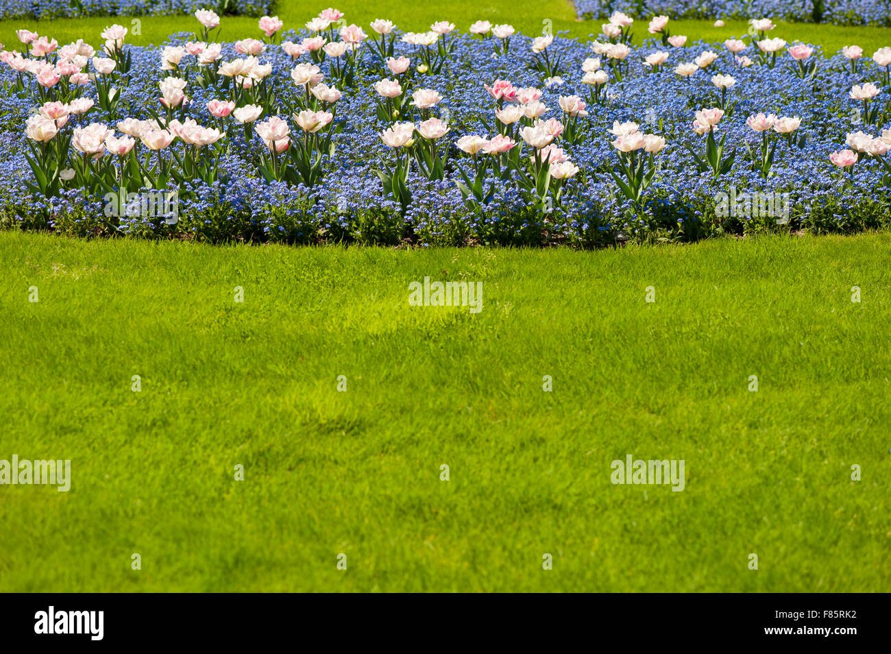 spring garden flowers bedding of blue forget me nots and tulips