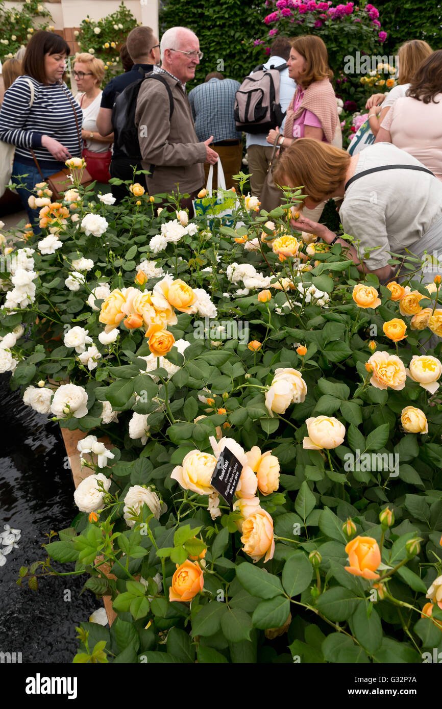 rhs chelsea flower show 2016 great pavilion, david austin rose