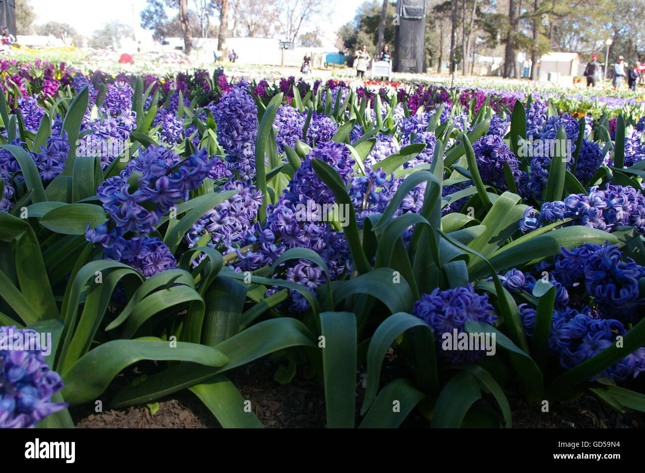 beautiful blue flower bed at the canberra flower show stock photo