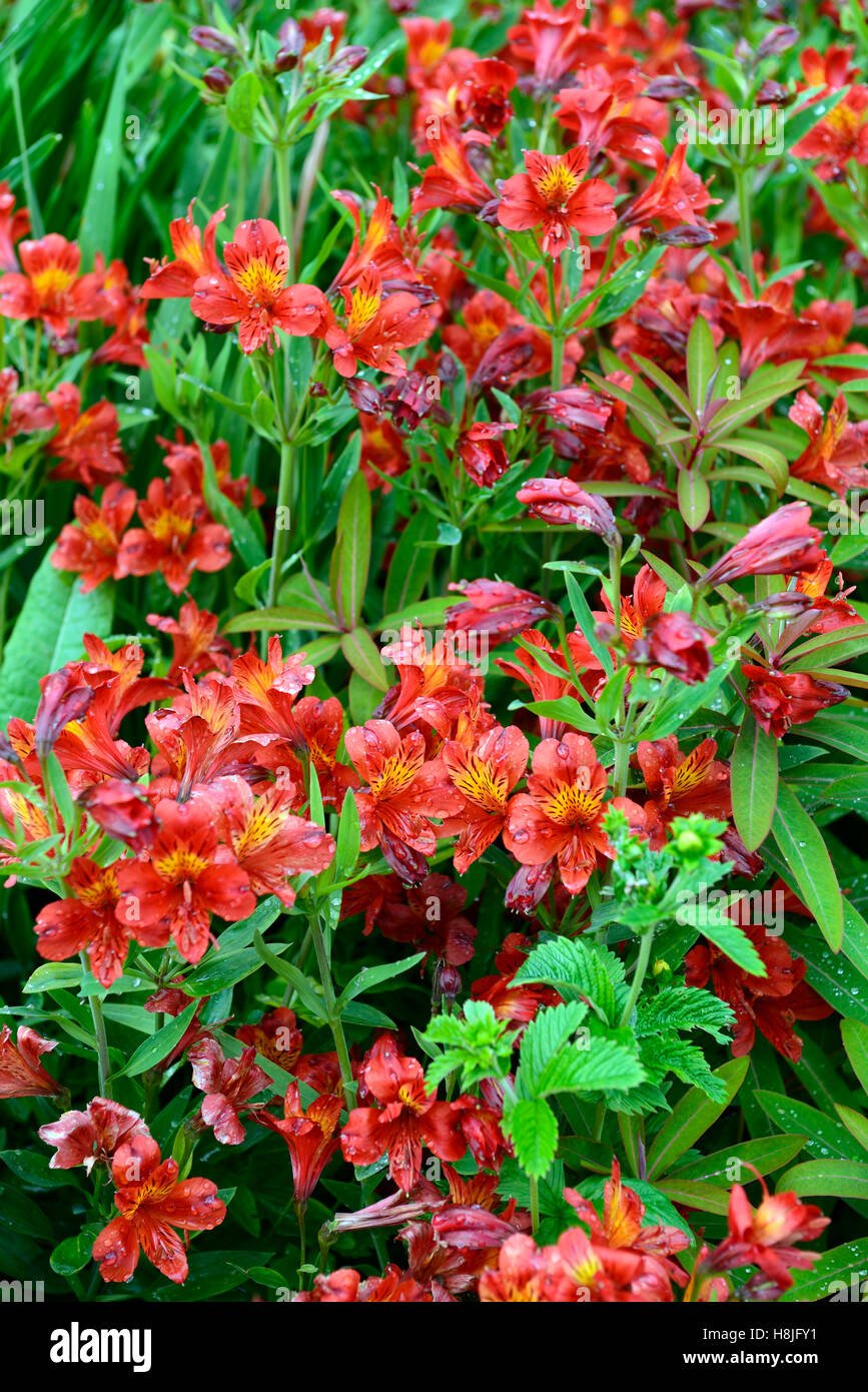 alstroemeria stock photos & alstroemeria stock images - alamy
