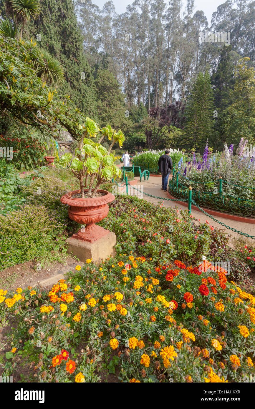 flowers of ooty stock photos & flowers of ooty stock images - alamy
