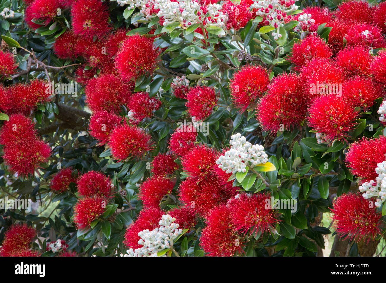 pohutukawa tree blooming in summer season in new zealand. pohutukawa