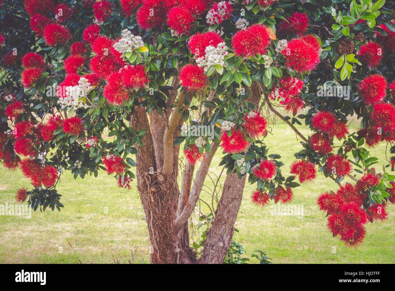pohutukawa tree blooming in summer season in new zealand. pohutukawa