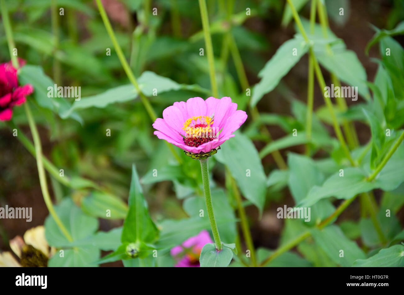 beautiful flower garden with colourful flowers at munnar, kerala