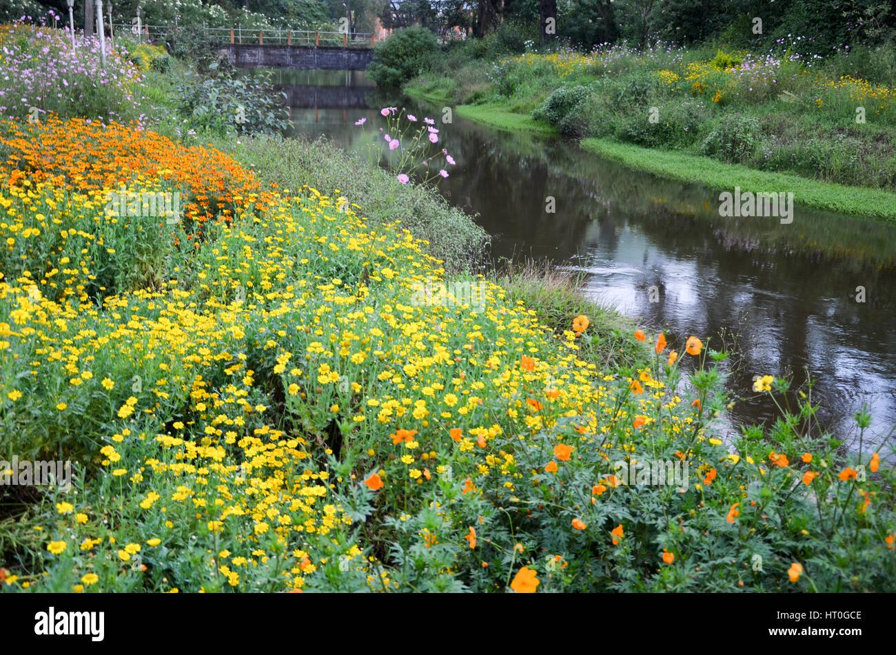 beautiful flower garden with colourful flowers at munnar, kerala