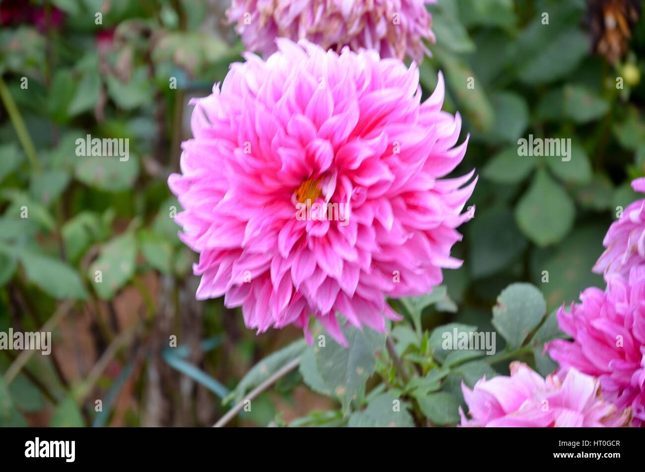 beautiful flower garden with colourful flowers at munnar, kerala