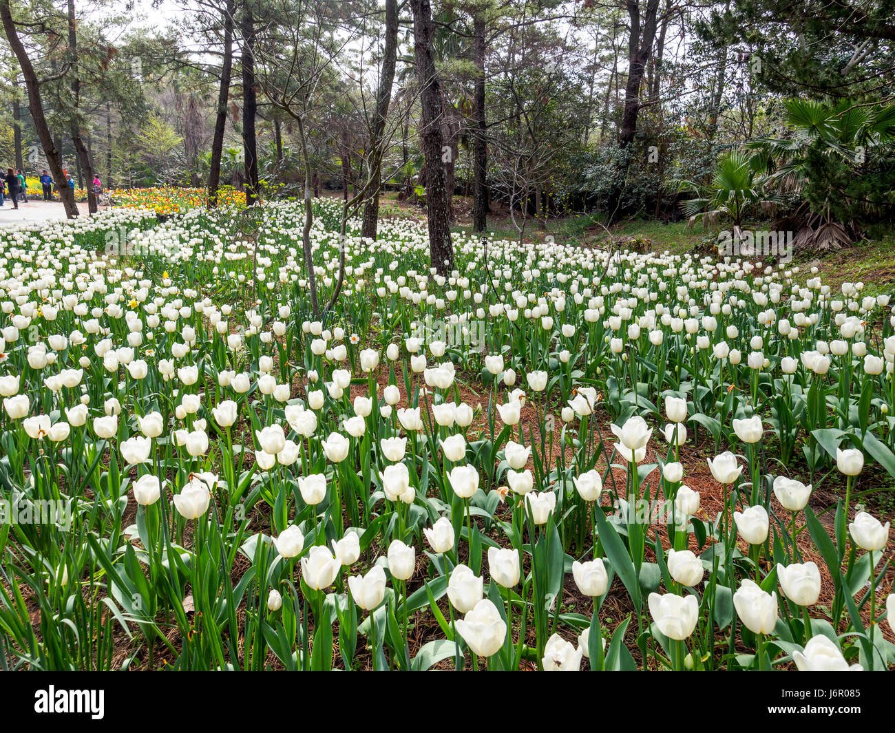 jeju island yellow flower field stock photos & jeju island yellow