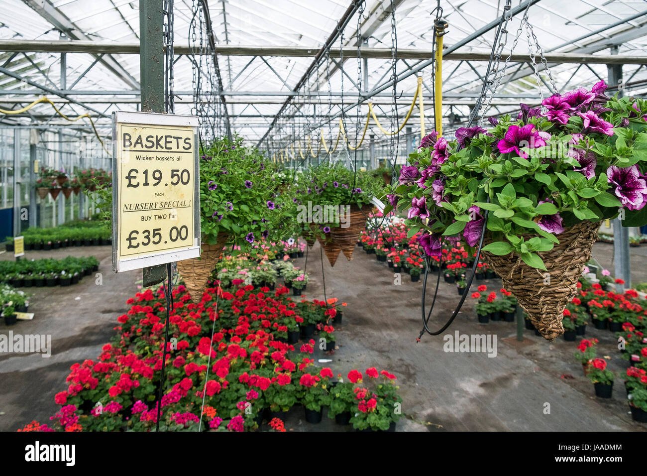 plants for sale in a garden centre and plant nursery stock photo