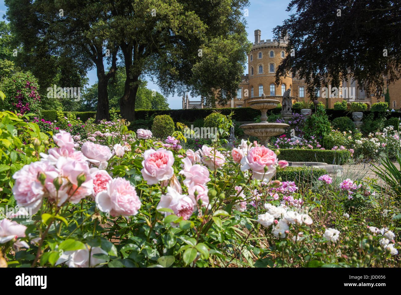 a view of belvoir castle through the pretty flowers in the rose
