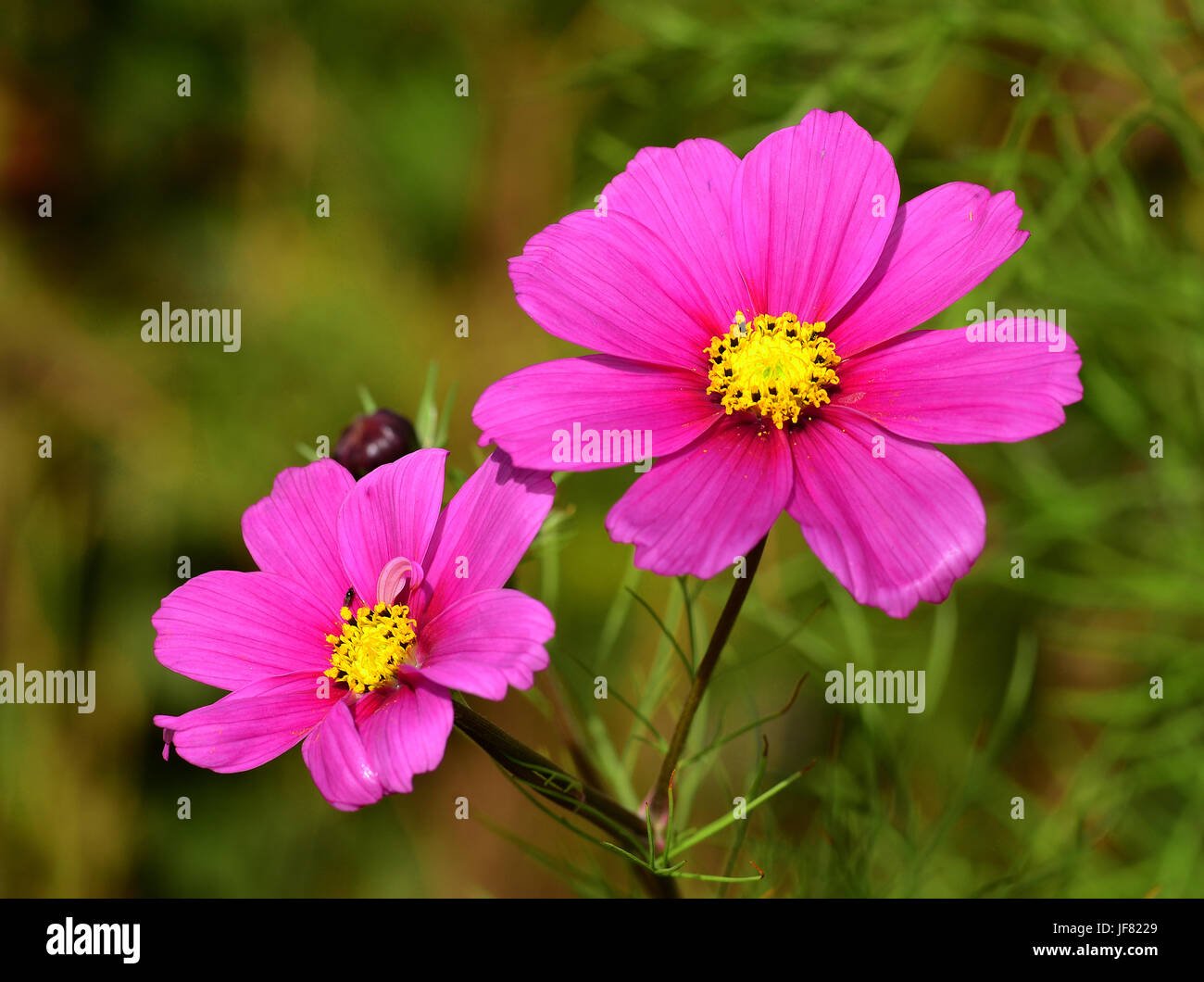 garden cosmos, common cosmos, flower, blossom stock photo: 147080033