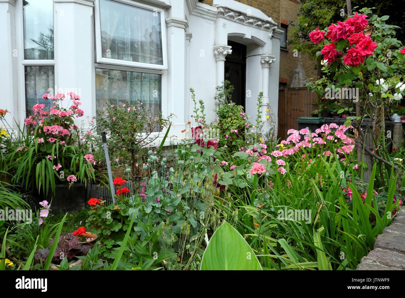 a beautiful flower garden roses, geraniums, hollyhocks in bloom in