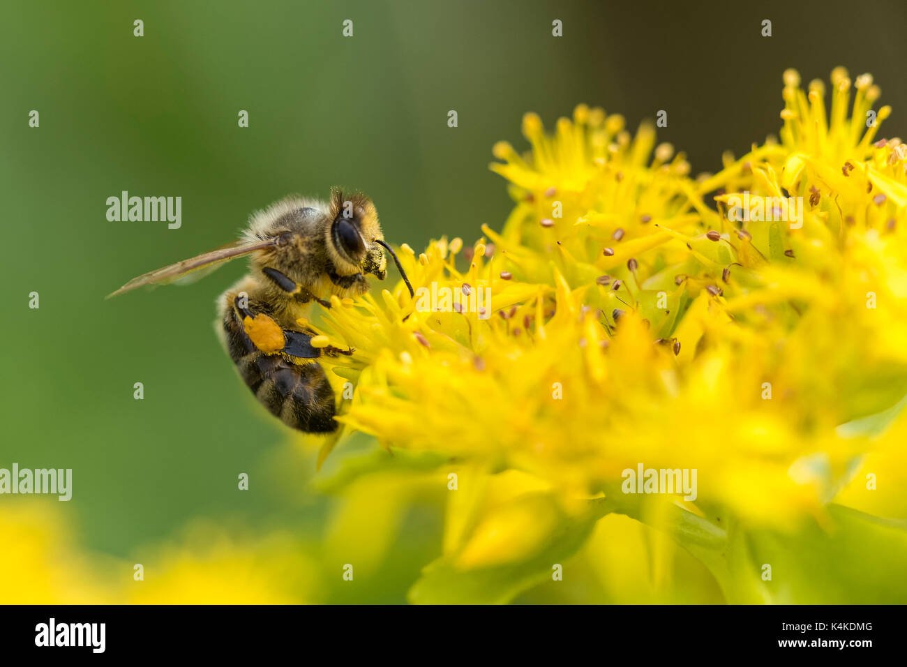 honey bee (apis) with pollen cubs on flower, garden, oelsnitz in the