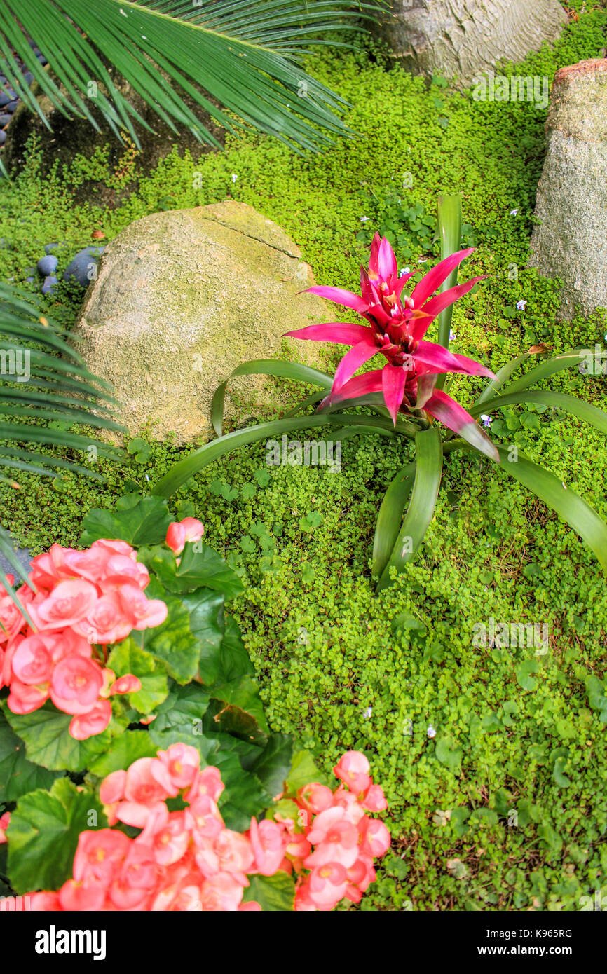 san diego - july 16, 2016 - tropical flower photographed in the