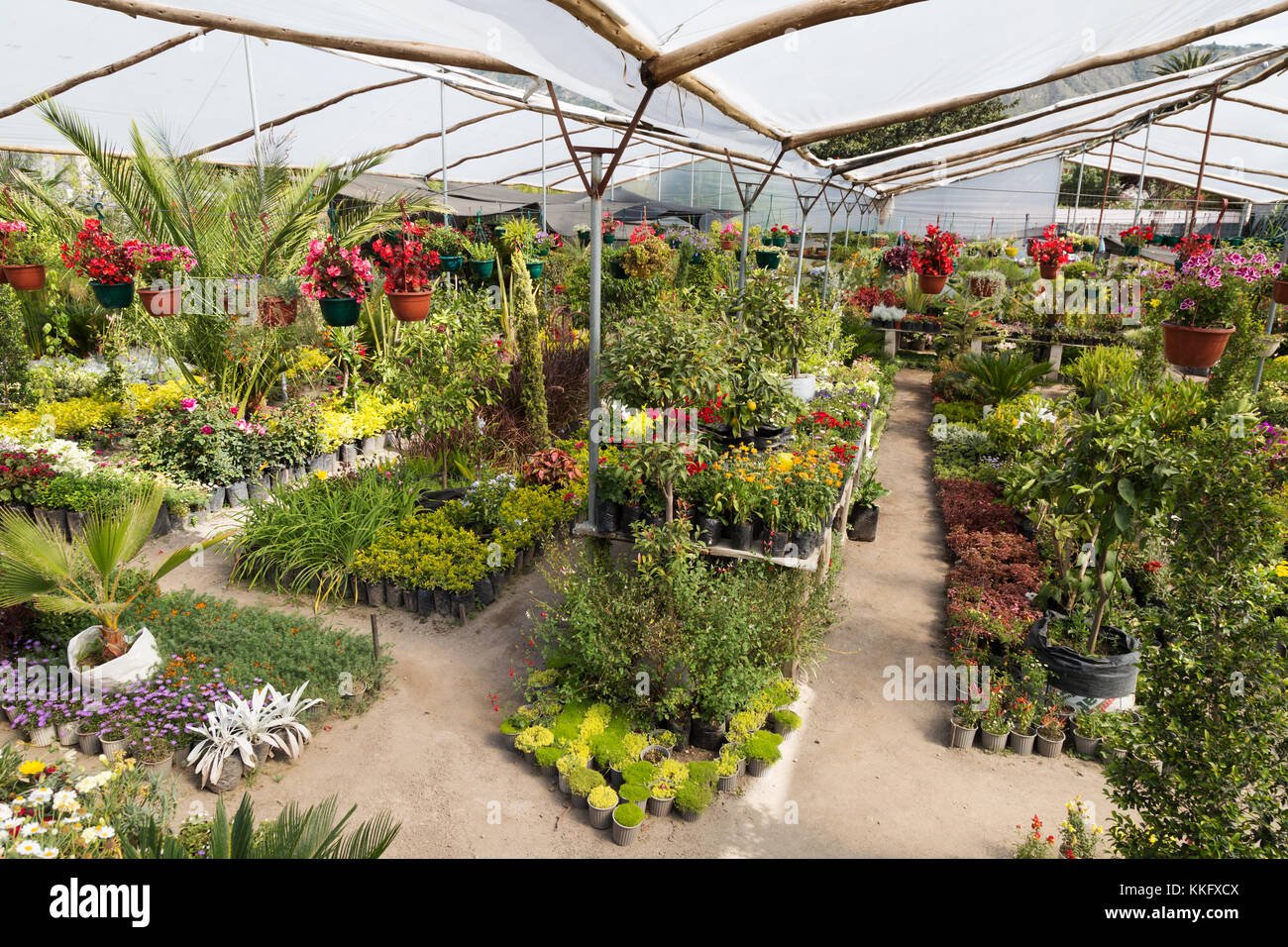 ecuador plant nursery - plants for sale, otavalo, ecuador south