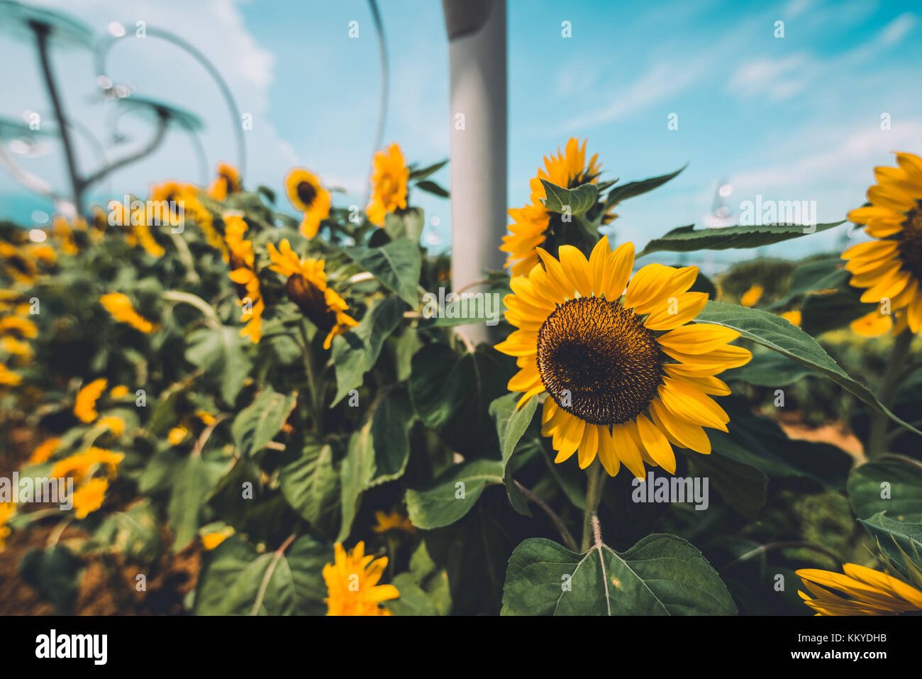 sunflowers in the sunflower garden in changi airport of singapore