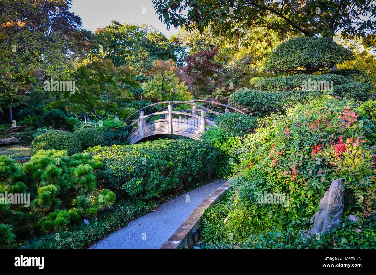 japanese garden blooming in red and russet shades during the fall at