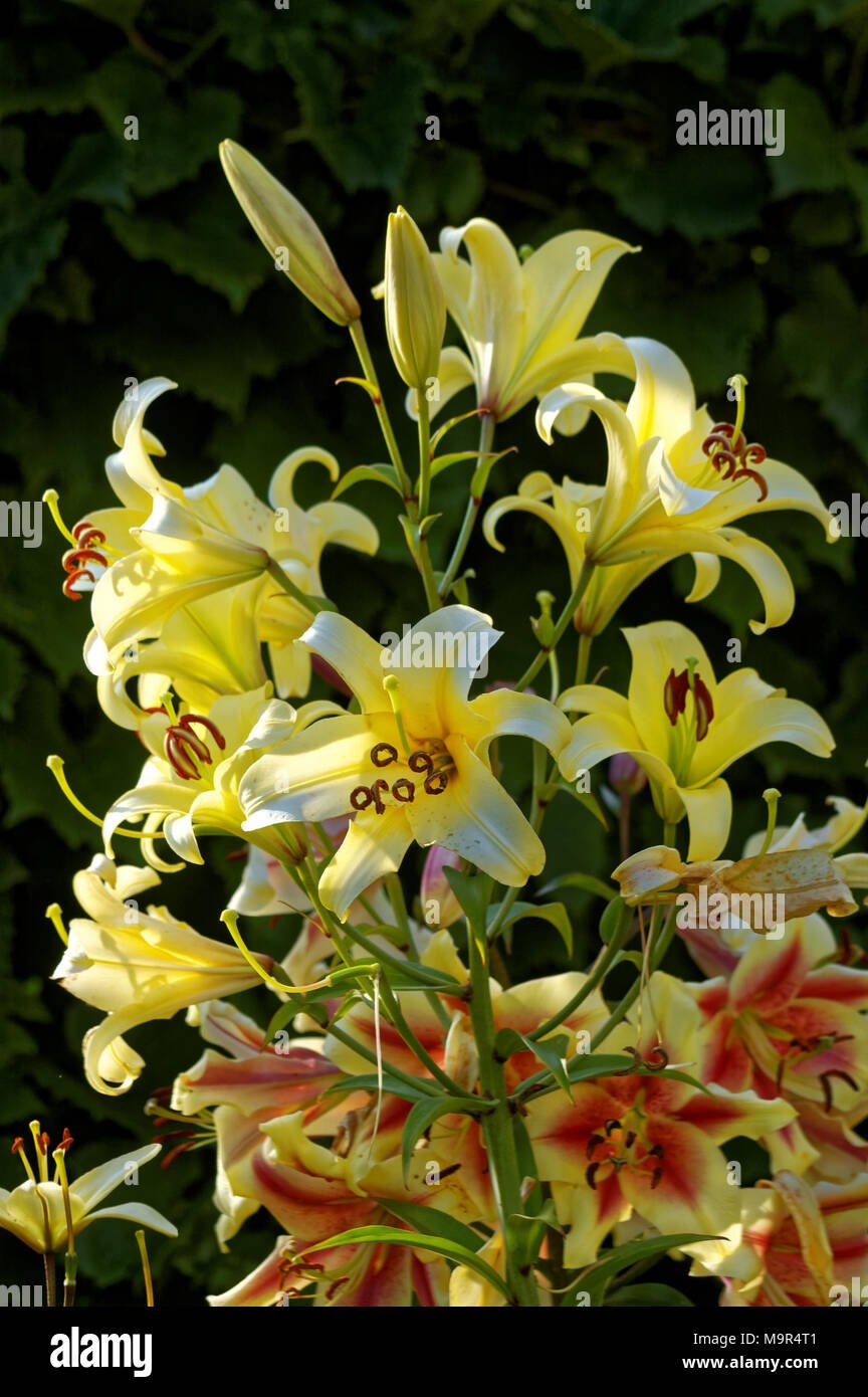 lily (latin lílium) - genus of plants in the family liliaceae