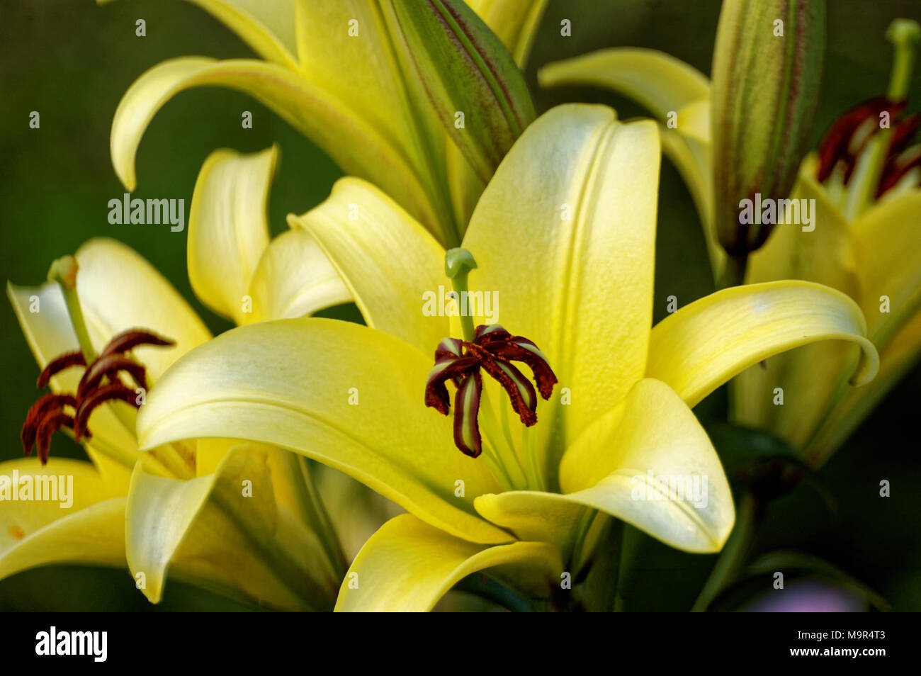 lily (latin lílium) - genus of plants in the family liliaceae
