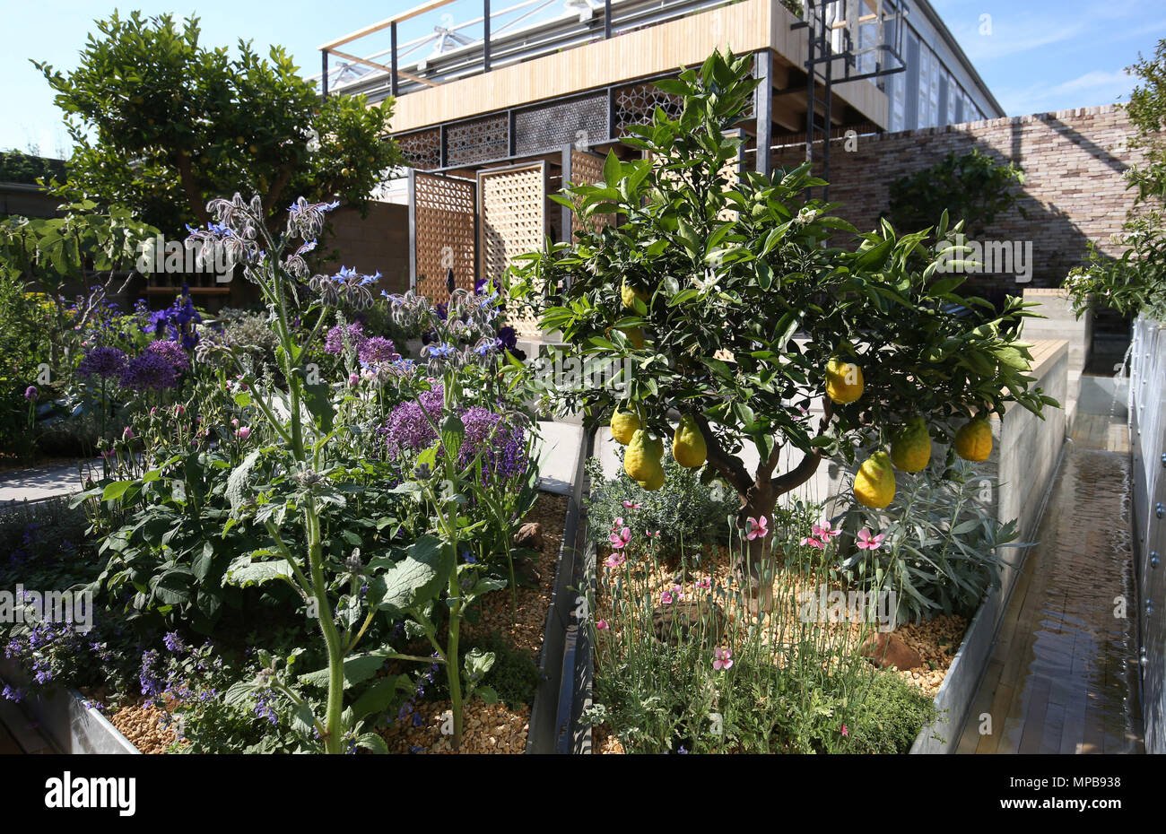 the lemon tree trust garden at the rhs chelsea flower show at the