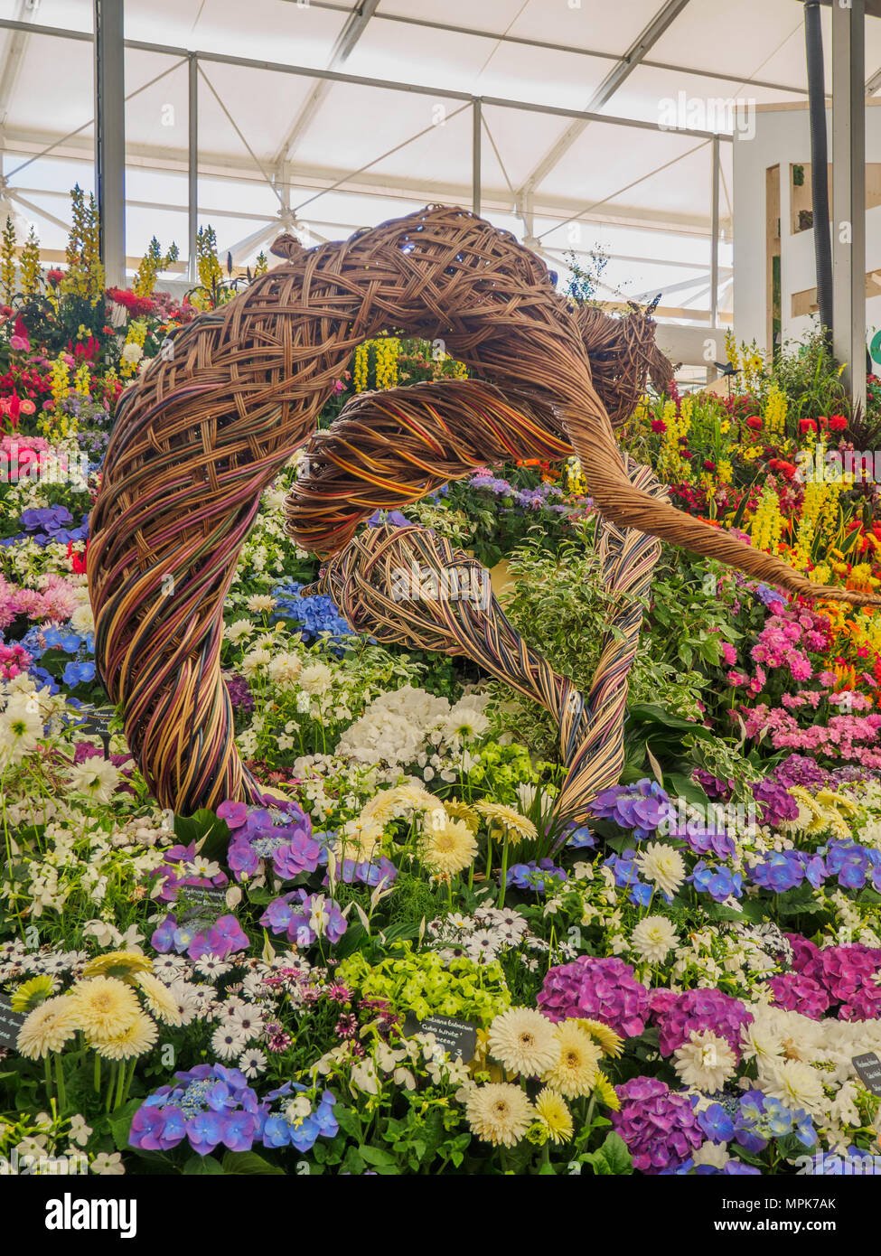 rhs chelsea flower show 2017. various flowers on the gold medal