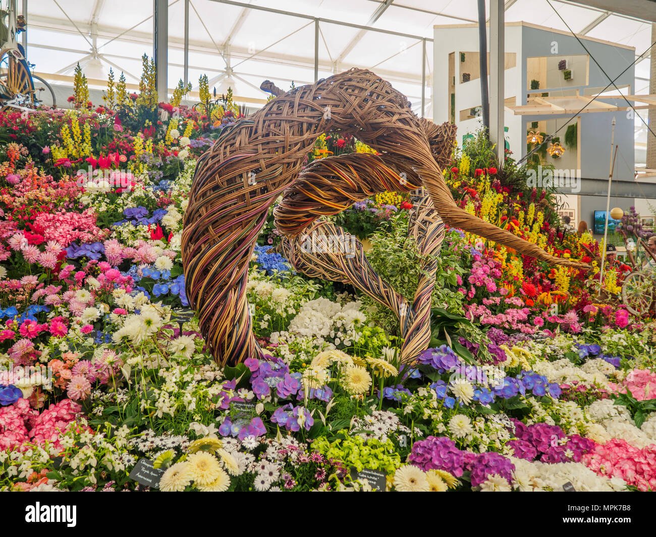 rhs chelsea flower show 2017. various flowers on the gold medal