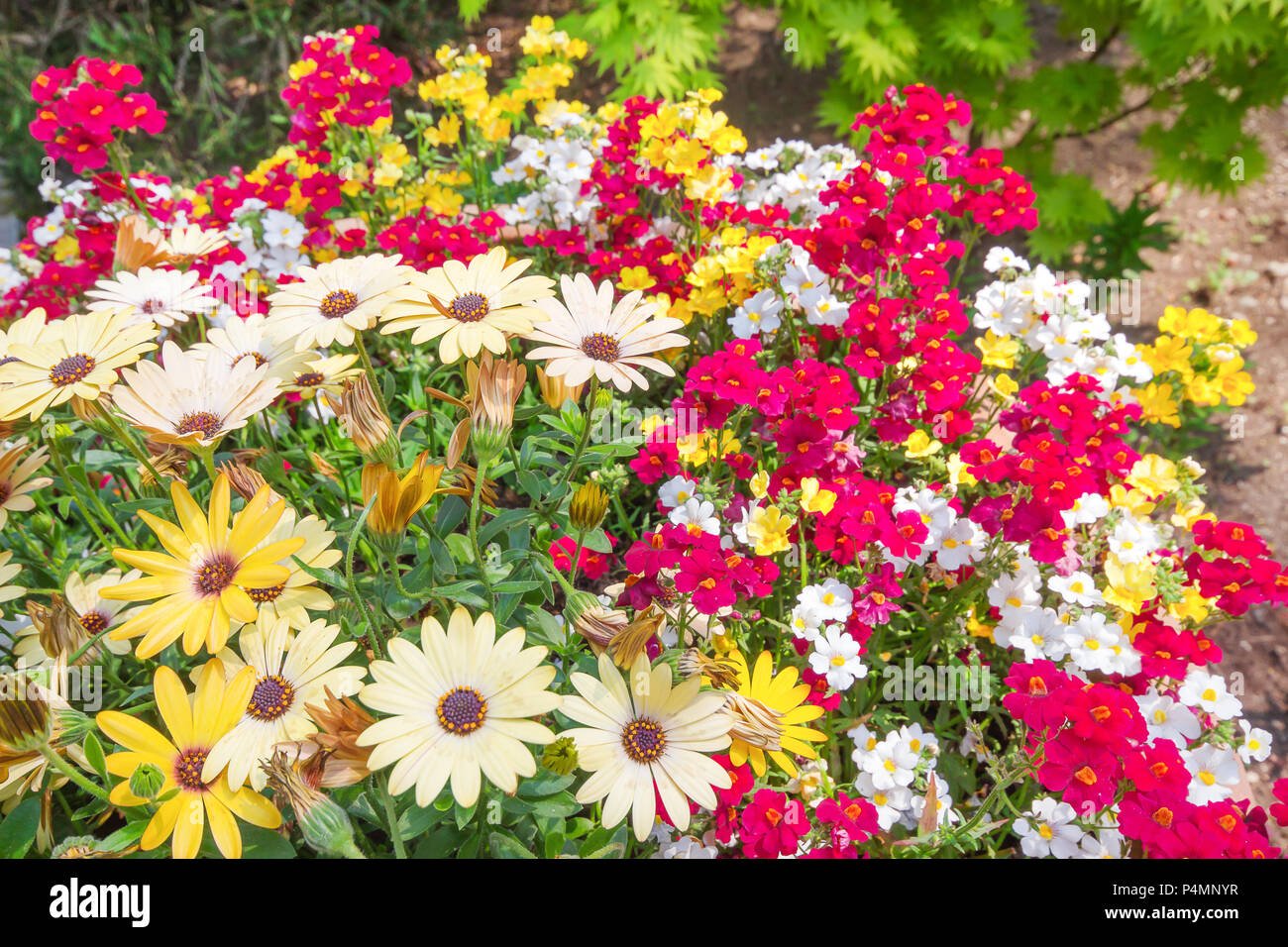 garden background stock photos & garden background stock images - alamy