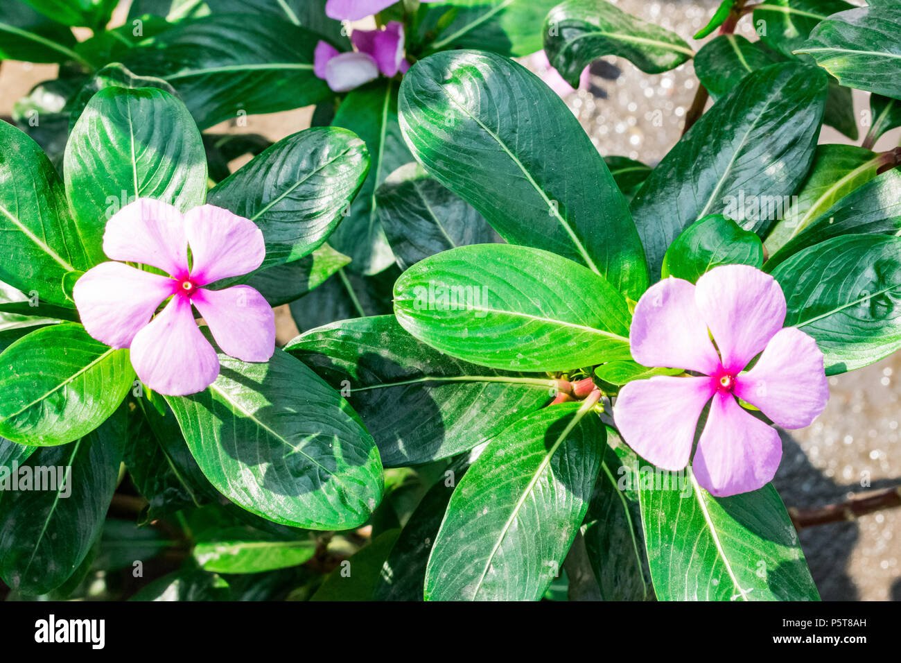 madagascar periwinkle hot five petal flower five petals flower plant
