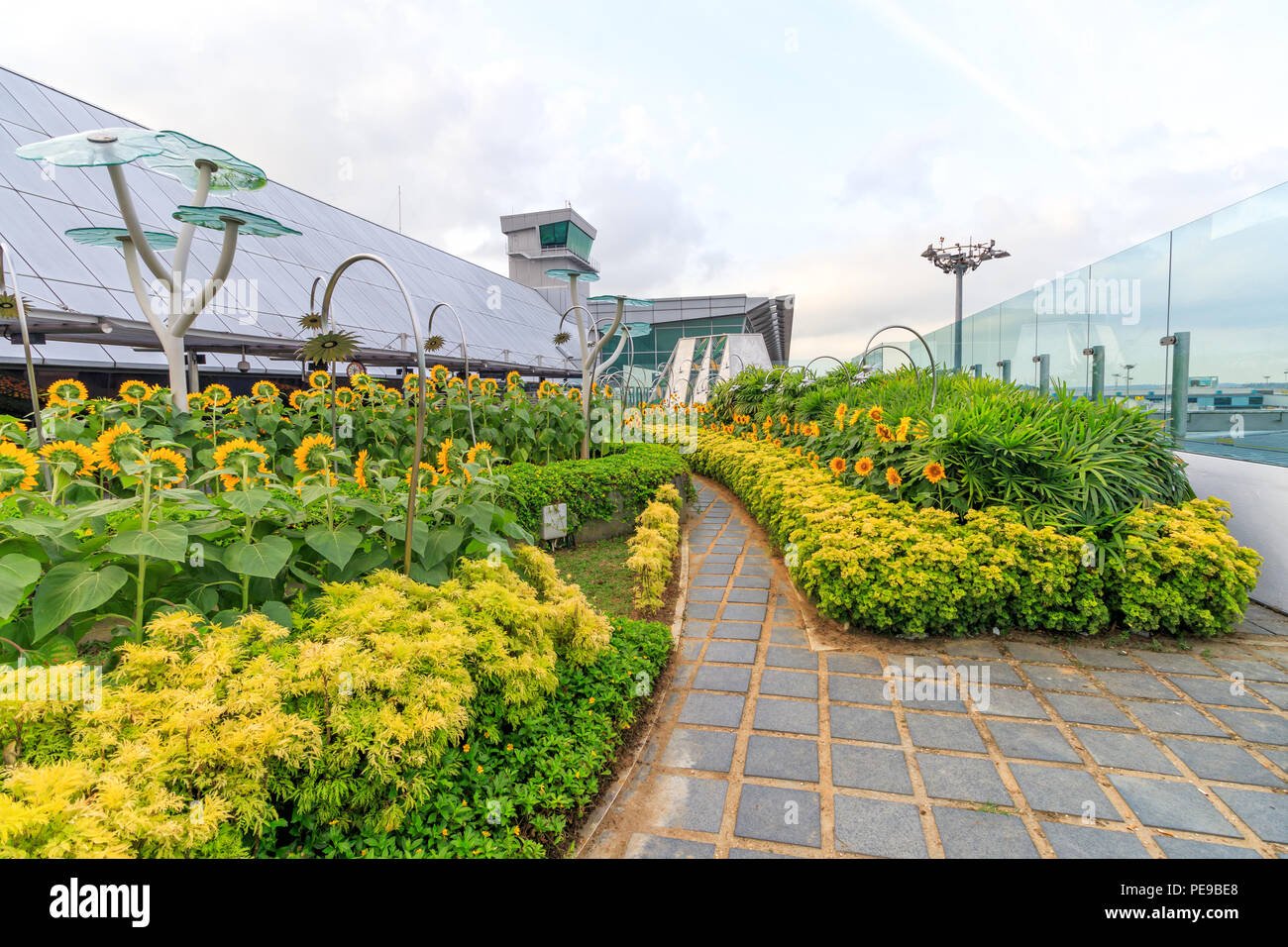 singapore - july 26, 2018: the sunflower garden at singapore changi