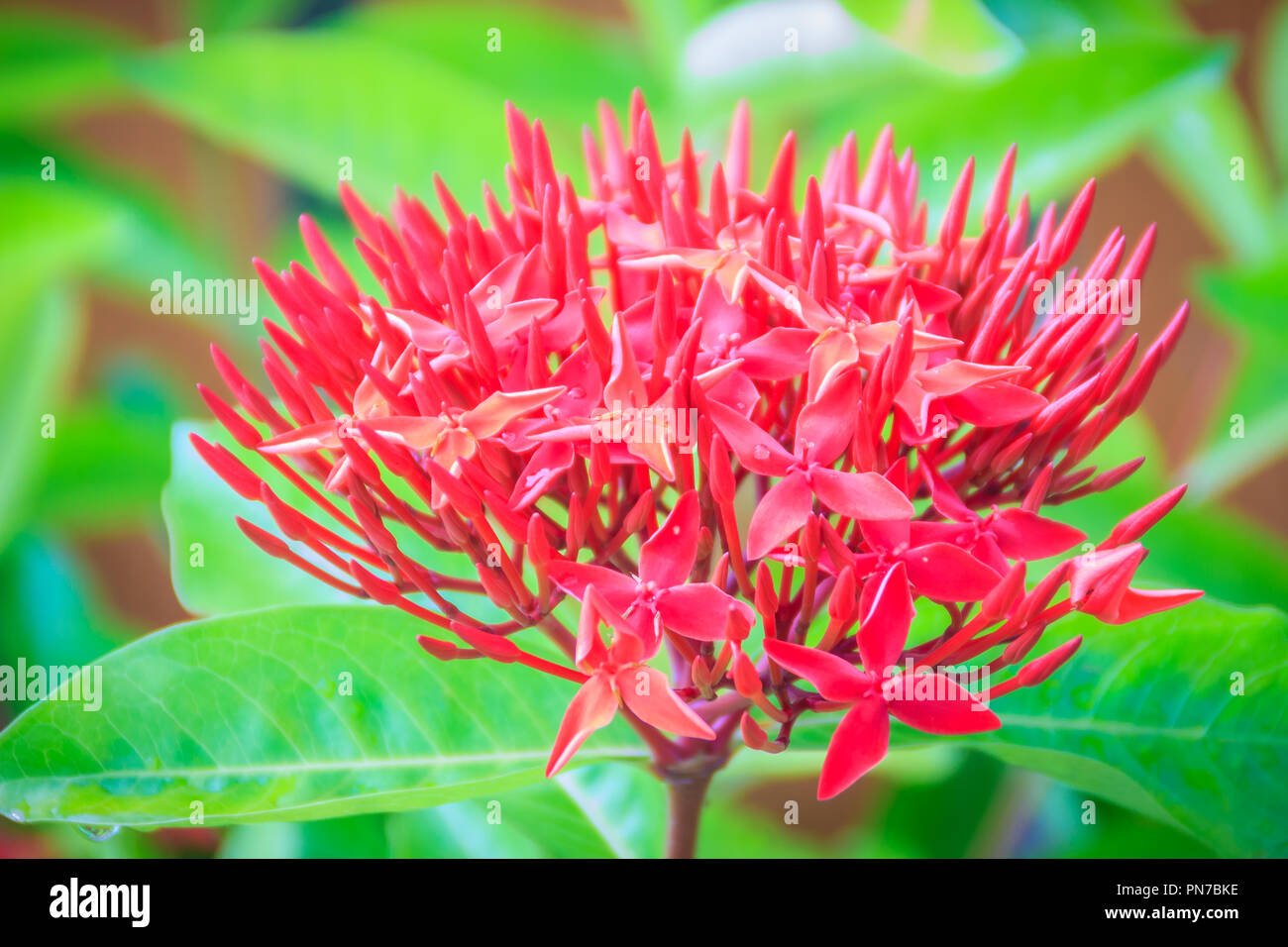 red west indian jasmine flower (ixora macrothyrsa) in the backyard