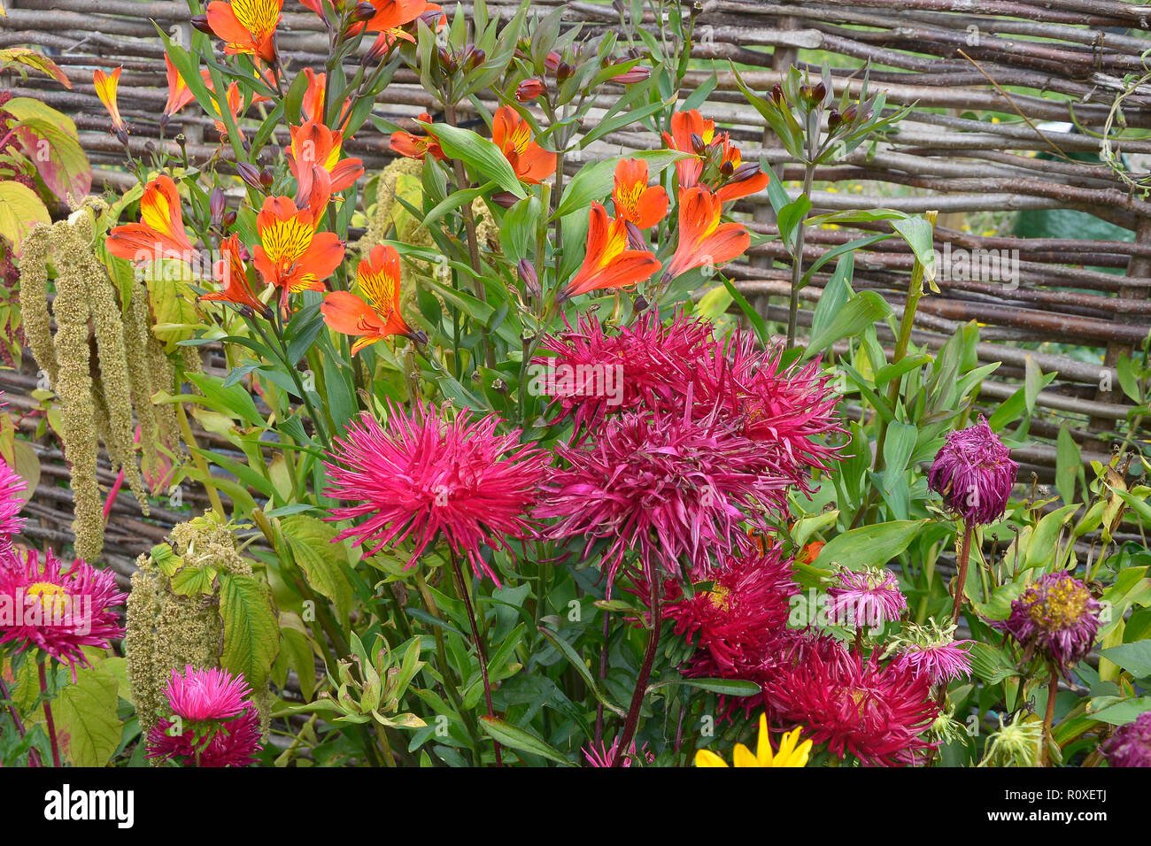 alstroemeria stock photos & alstroemeria stock images - alamy