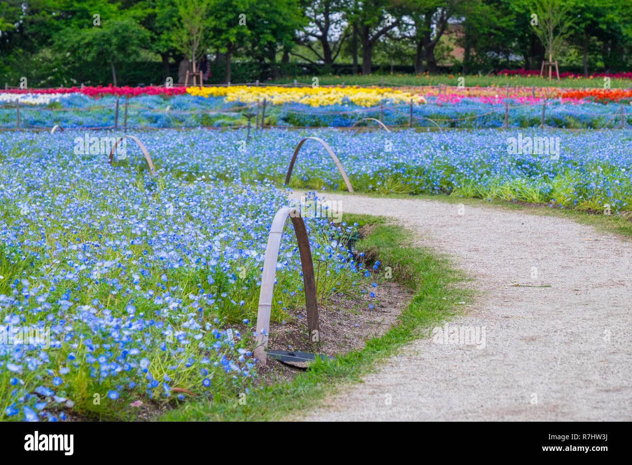nemophilia field in nabana no sato, a famous flower garden in japan