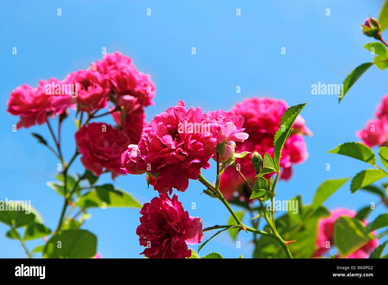 delicate flowers of climbing rose bloom in garden near house
