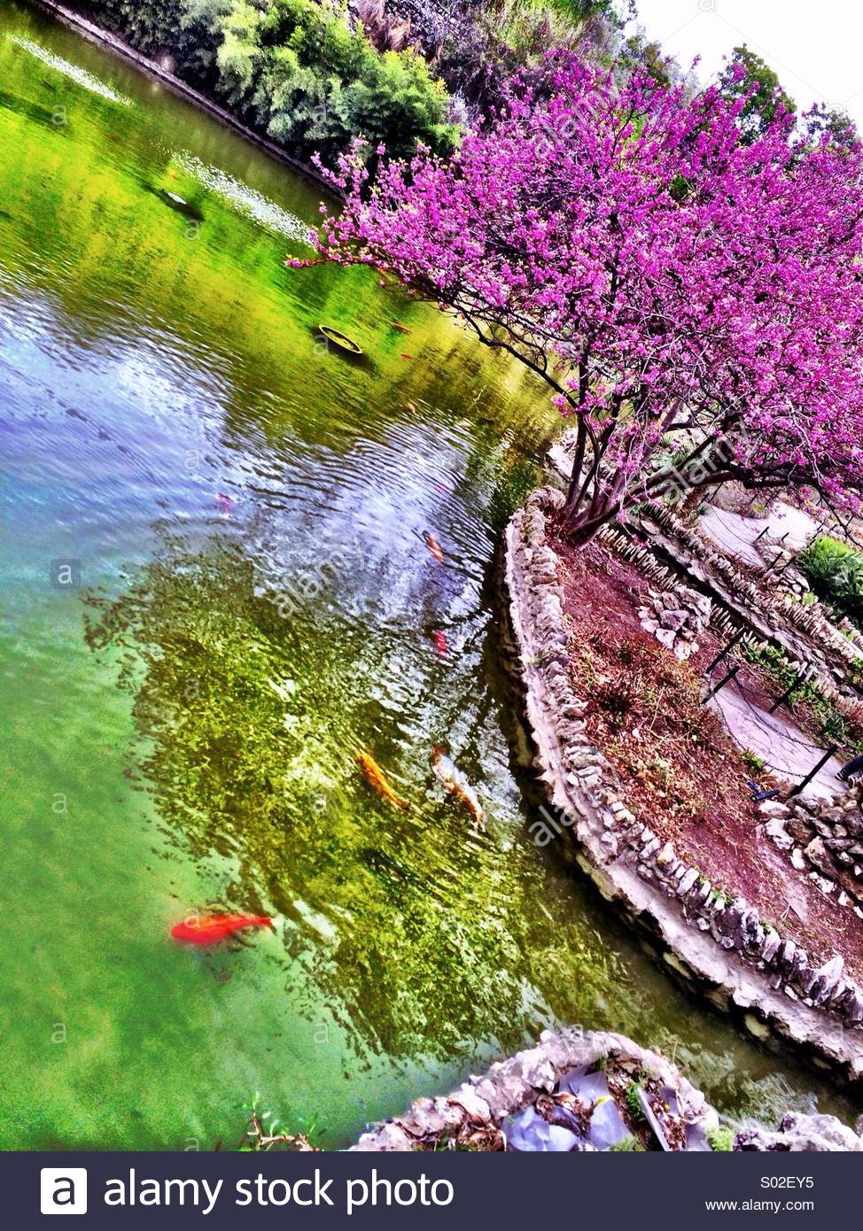 japanese tea garden, san antonio stock photo: 309842265 - alamy
