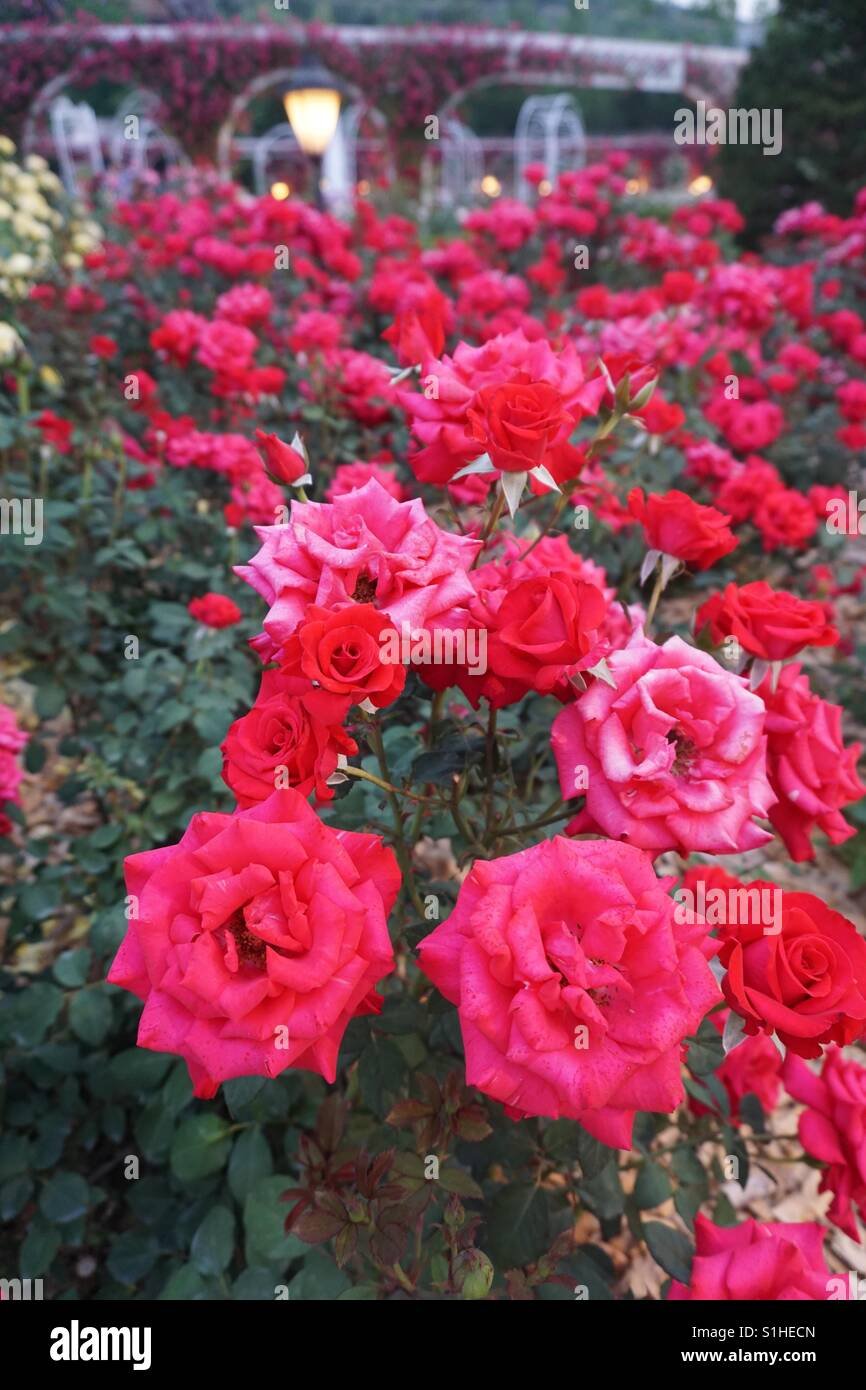 beautiful flowers at everland, korea stock photo: 310785797 - alamy