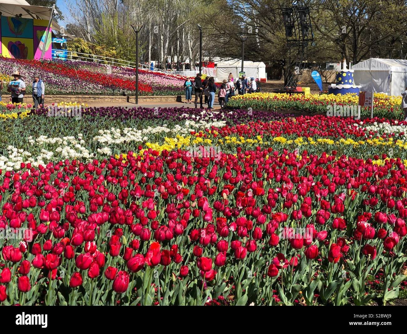 at the canberra floriade flower show stock photos & at the canberra