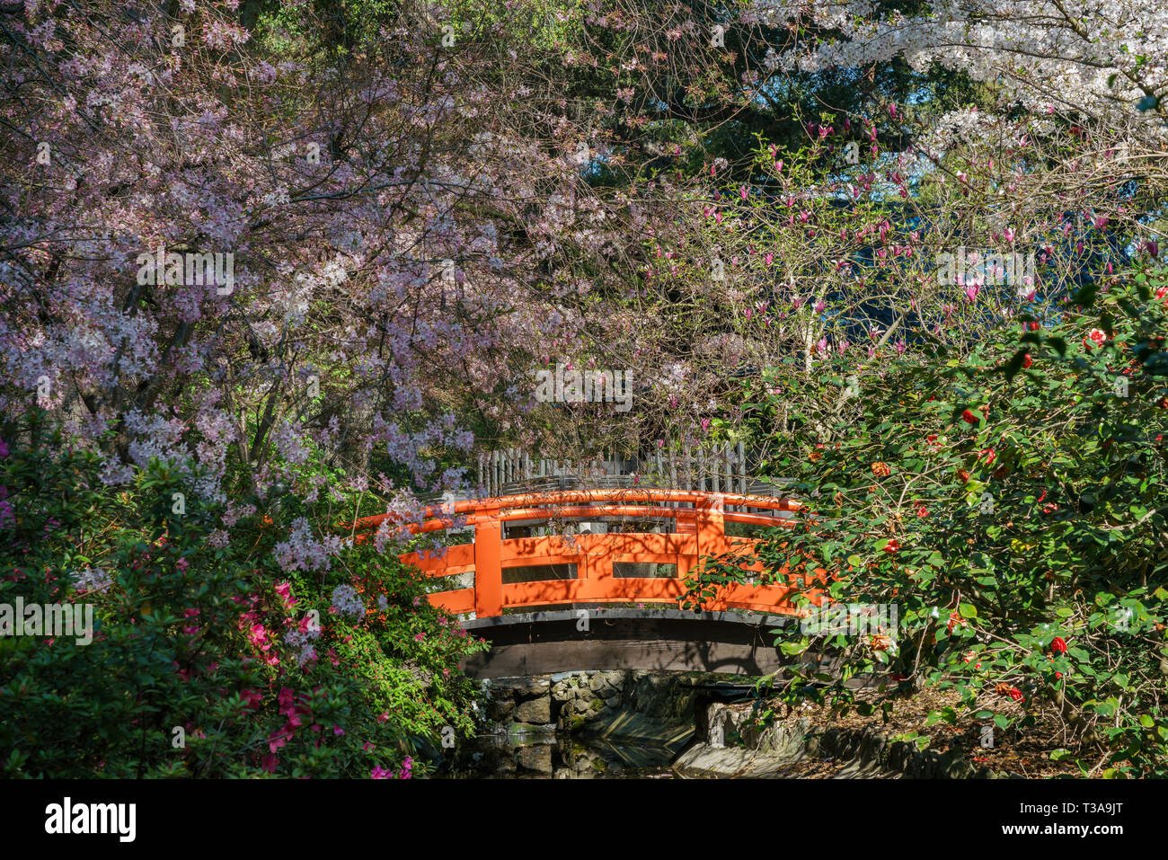 beautiful cherry blossom at japanese garden of descanso garden, los