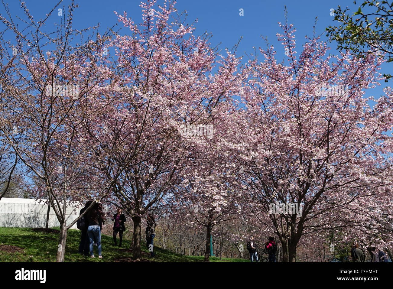 japanese garden blooms in buffalo ny stock photo: 245637108 - alamy