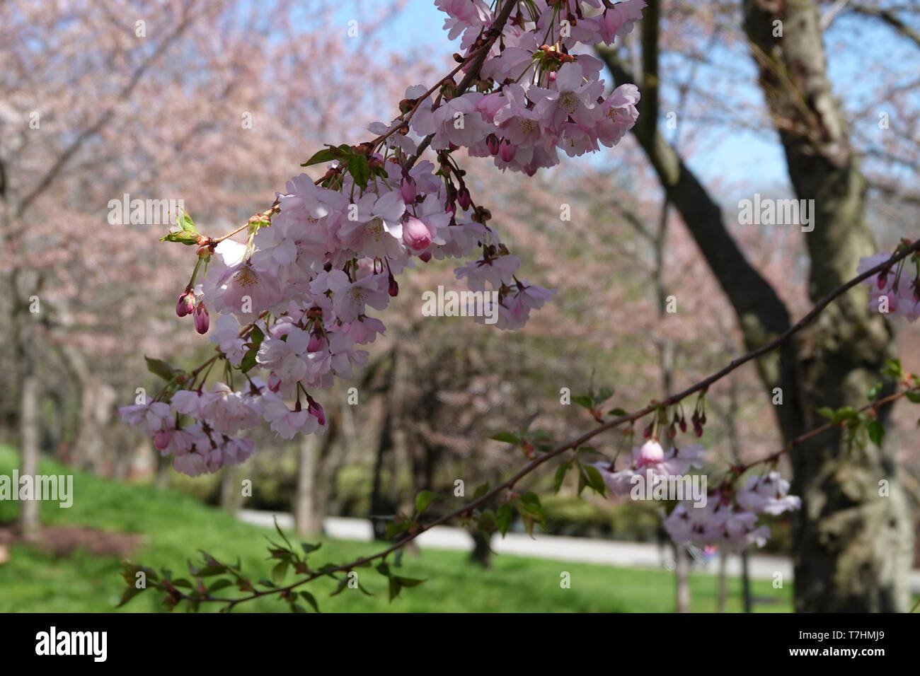japanese garden blooms in buffalo ny stock photo: 245637121 - alamy