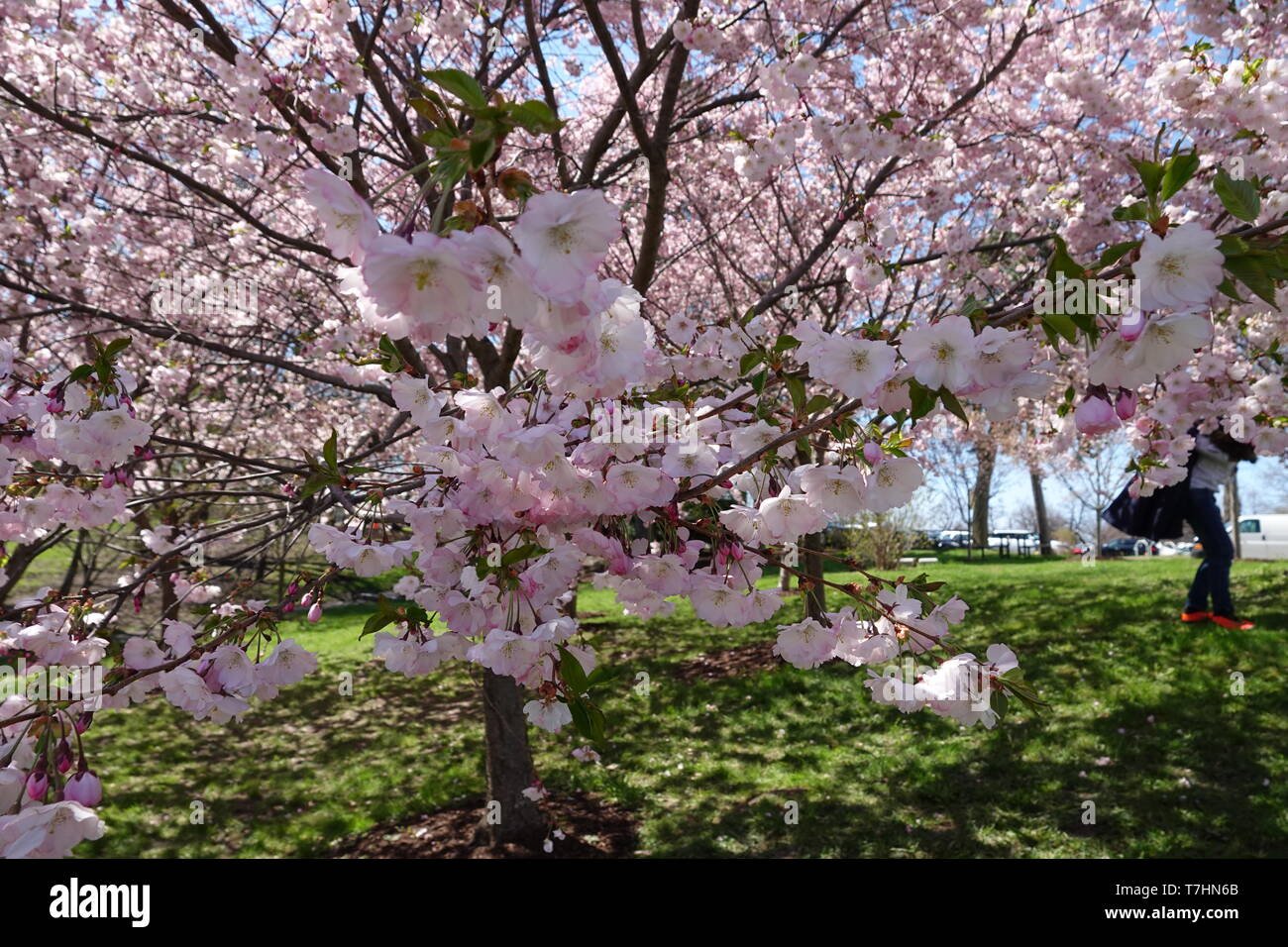 japanese garden blooms in buffalo ny stock photo: 245637571 - alamy