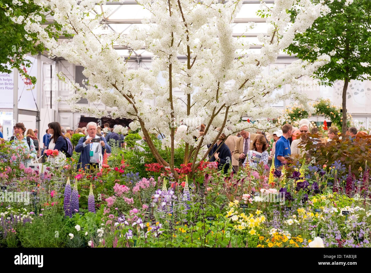 visitors at the rhs chelsea flower show 2019 around the hillier