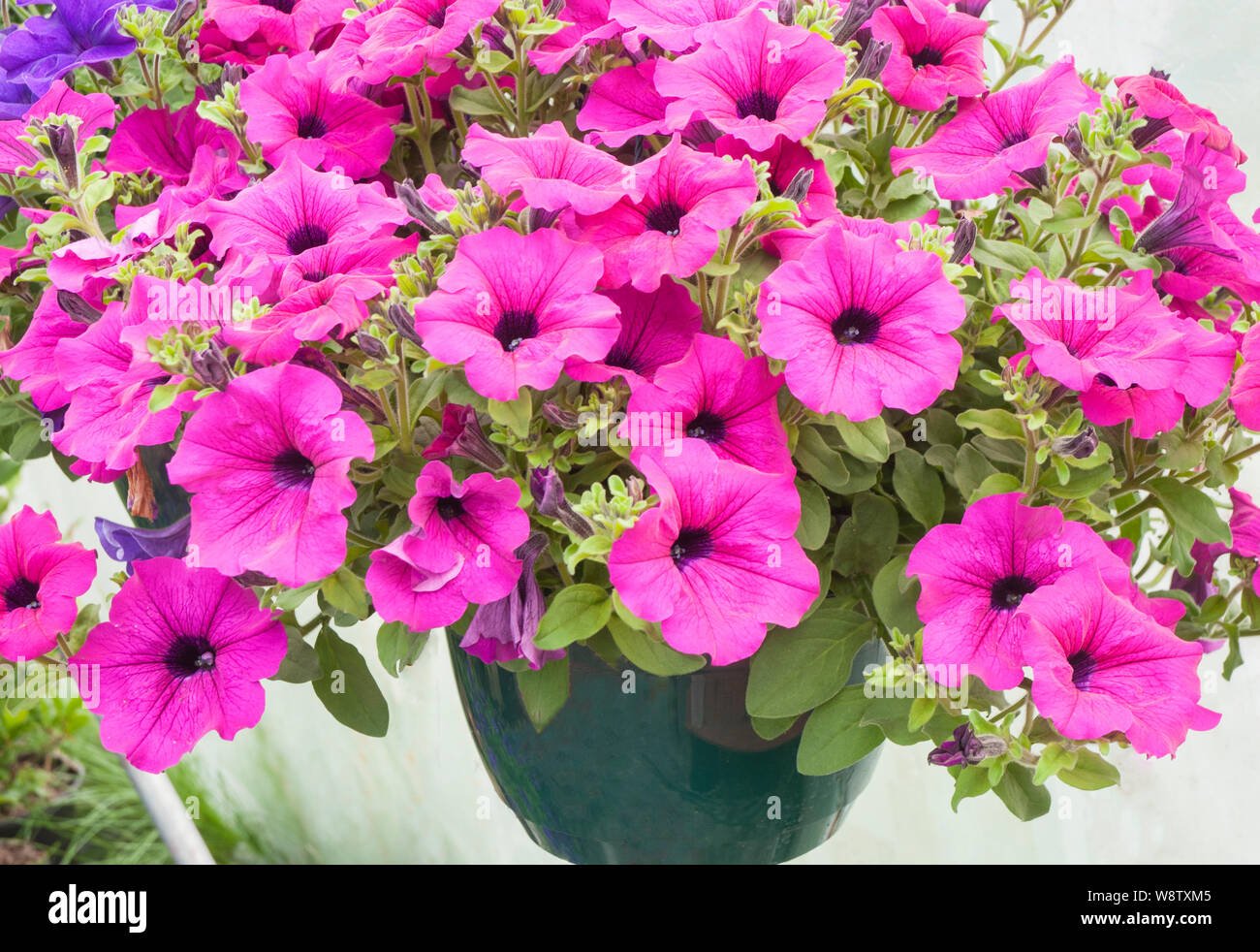grandiflora petunia or petunia surfinia hot red vigorous annual