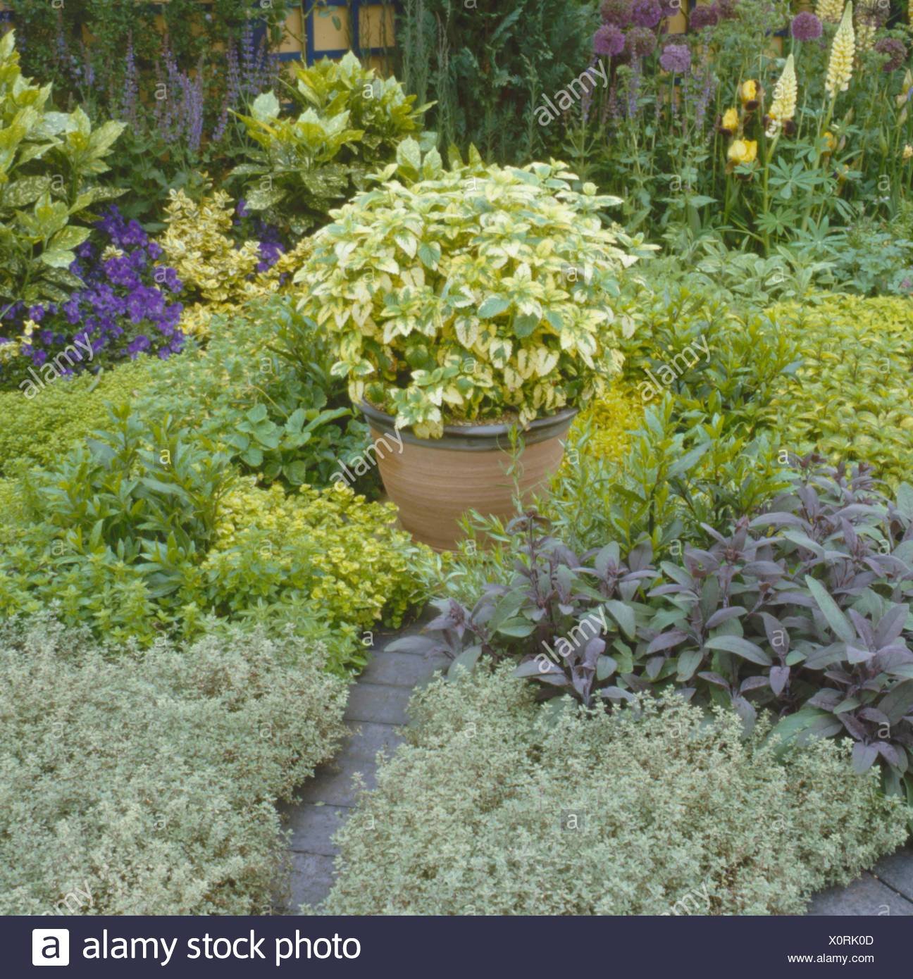 herb garden - (national asthma campaign exhibit at chelsea flower