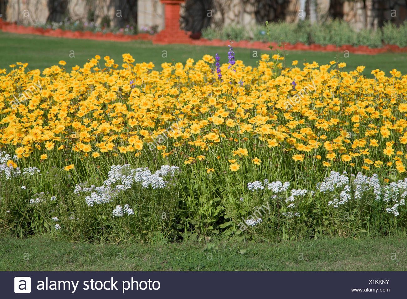 yellow flowers in a garden, gwalior, madhya pradesh, india stock