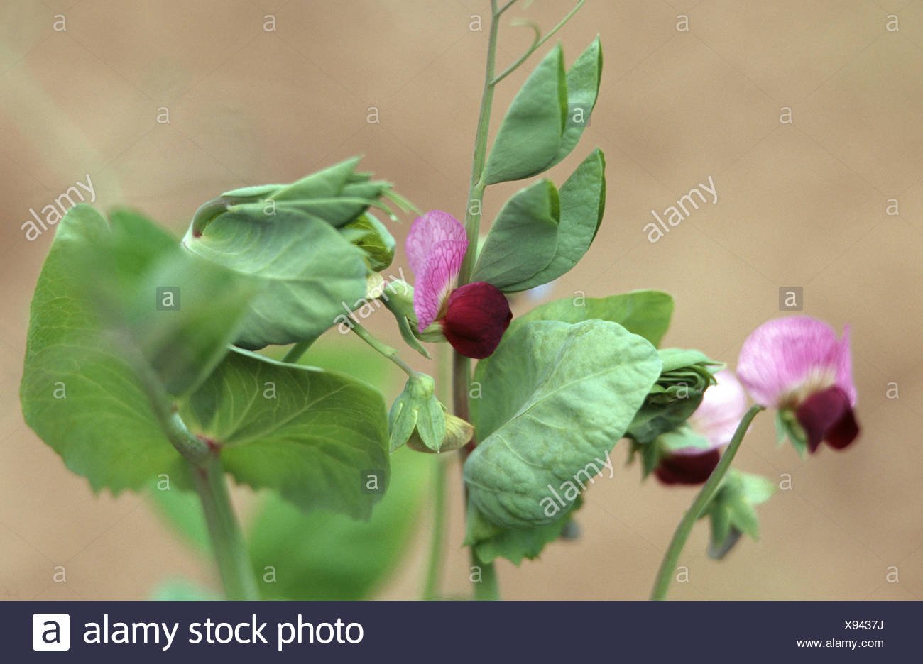 pisum sativum garden pea flower stock photos & pisum sativum garden